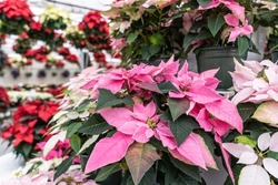 beautiful pink poinsettia plants on display in greenhouse blooming in time for the Christmas holiday season.