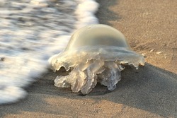 dead jellyfish stranded on the beach