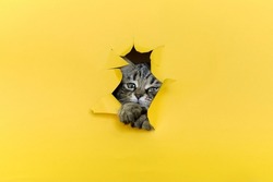 Funny gray domestic kitten paws peeking out of a torn paper hole. Beautiful striped paws of a fluffy cat on a paper background. Cute cat paws with free space for ads or text. Healthy happy cat concept