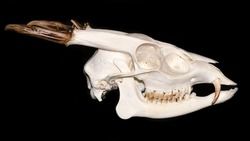 Skull of Muntiacus reevesi male (Reeves's muntjac), a small deer native to China and  Taiwan.