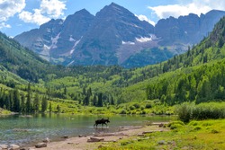 Moose at Maroon Lake - A young moose, with only one antler, walking and feeding in Maroon Lake at base of Maroon Bells on a sunny Summer evening. Aspen, Colorado, USA.
