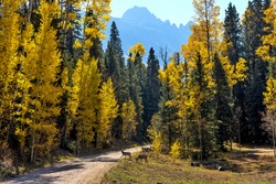 Autumn Mountain Forest - Two young mule deer wandering crossing a backcountry road in a dense Autumn forest at base of rugged Sneffels Range. Uncompahgre National Forest, Ridgway-Telluride, CO, USA.