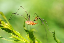 Daddy Long-legs Spider - Side view of a daddy long-legs spider (also called Harvestmen, Granddaddy long-legs, Opilione, Phalangida), showing its long legs in the wild.