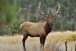 Bull Elk - Full body front view of a strong mature bull elk in Rocky Mountain National Park.