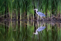 Great Blue Heron.  This beautiful bird hunts with his reflection in the water along the banks of the South River in Edgewater, Maryland.