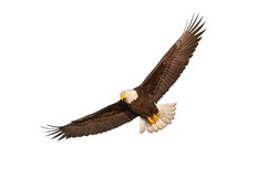 eagle isolated, eagle flying, eagle white background, eagle silhouette