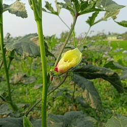 Lady Finger Flower . lady finger is famous vegetable . they flower is so beautiful and its yellow in color .
