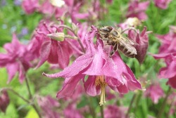 purple flower with honey bee, pink aquileia, summerflower, nature closeup
