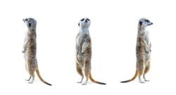 Portrait of a three meerkats standing and looking alert isolated on white background.