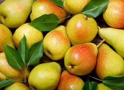 fresh pears with leaves as background, top view