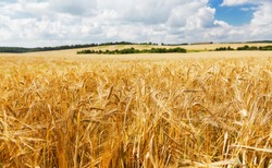 Field of barley in a summer day. Harvesting period.