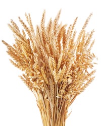 Bunch of ripe cereal. Mix of wheat ears, rye, barley and oats isolated on white background