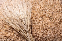 barley grains as background, top view