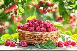 Basket of ripe raspberries on wooden table in a garden