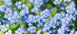 Spring flowers. Forget-me-not flowers blooming in a garden, top view