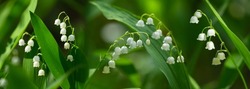 Blooming Lily of the valley in a forest on green background. Spring flowers