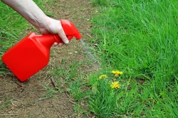 Spraying Weed Killer Onto Weeds Growing On A Mud Path Through A Wild Garden.