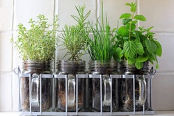 Four Herbs Thyme, Rosemary, Chives And Mint Growing In Glass Jars Sat On A Kitchen Window Sill.