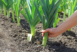 A Hand Pulling Up An Organically Grown Leek On An Allotment Vegetable Plot.