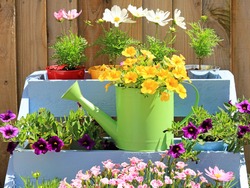 Yellow Calibrachoa Plant Blooming In A Green Watering Can In The Middle Of A Summer Floral Display.
