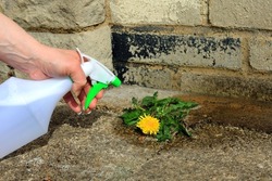 A Spray Bottle Full Of Weed Killer Being Used To Eliminate A Dandelion Weed Growing In A Garden Courtyard.