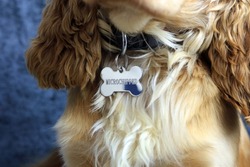 A Bone Shaped Dog Identity Tag Showing The Dog Has Been Microchipped.