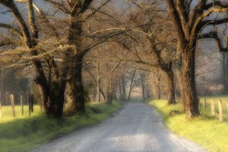 Beautiful un-paved country road lined with large trees at sunrise with low fog.