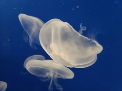 Stunning white jellyfish float gracefully in clear blue water on a solid blue background. Perfect for editorial, travel or commercial projects.
