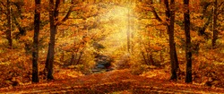 Autumn forest nature. Vivid morning in colorful forest with sun rays through branches of trees. Scenery of nature with sunlight. Wonderful natural background. Fairy tale woodland
