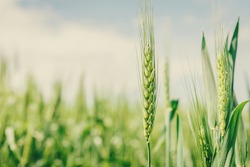 Wheat field image. View on fresh ears of young green wheat and on nature in spring summer field close-up. With free space for text on a soft blurry sky background