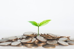 green seed growth on coins stack with white background. money saving. business investment successful growing concept.