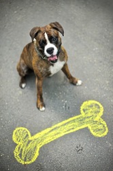 Colourful chalk picture of dog bone on street and happy boxer.