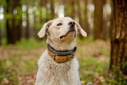 Dog wearing two types of collar, flea and tick repel treatment and leather collar. Anti tick and flea collar on cute mongrel labrador style white dog. Concept of safe and happy dog.