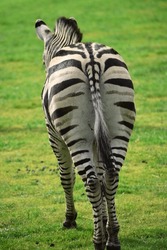 ZEBRA'S REAR BACKSIDE WALKING AWAY - Black and white striking striped pattern show tail and behind. Magnificent single African wild animal standing alone on the green grassy colored savanna plains