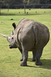 RHINO'S BACKSIDE REAR END, WALKING AWAY LONG - Magnificent large African Rhinoceros animal with a long sharp pointy rhino horn and a thick dry gray dusty hide, alone on the green grassy Savanna plains