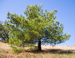 Cedar pine. Karadag nature reserve. Crimea