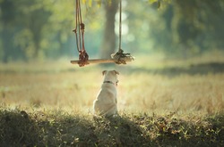 I am alone. Little dog stay alone in the field waiting for its buddy.Let's lonely feeling, await and cute.Loneliness solitude friendship concept