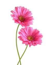 Two Pink Gerber Flowers on White Background
