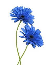 Two Blue Gerber Flowers on White Background