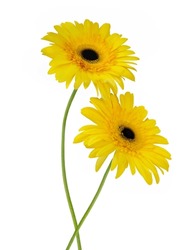Two Yellow Gerber Flowers on White Background