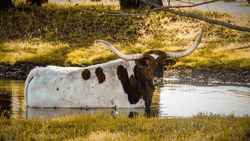 Beautiful longhorn cow in water looking at camera