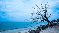 The remains of dead trees that have been eroded by sea.