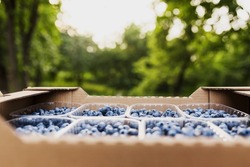 Box, crate or container with collected fresh blueberries. Berries agriculture business. Farmer cultivating and harvesting blueberry. Horticulture industry. Healthy eating concept. Blurred background