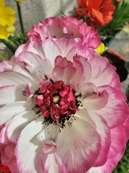 Delicate petals of bright, vibrant colors are what attract gardeners to this decorative flowering plant; Ranunculus or Persian Buttercup flower.
