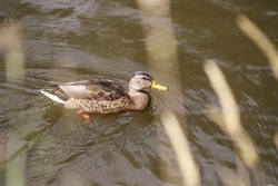 A duck swims in a lake or pond among the grass, close-up. Waterfowl in natural habitat