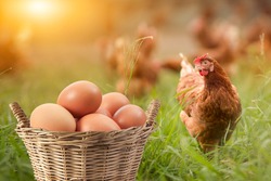 Brown eggs in basket and There was hen standing on side isolated on Grass background, concept Eggs Fresh from farm