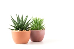 Succulents or cactus small plant in pot isolated on white background by front view