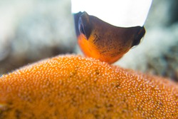 Clownfish Mother Nemo with babies in eggs