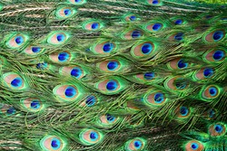 pattern of colorful peacock feathers