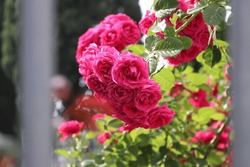 Bunch of Rose flowers closeup image highquality image